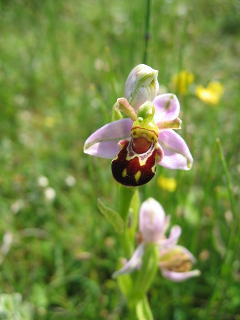 Bee Orchid